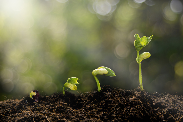 seeds sprout green leaves to indicate personal development